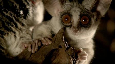 Bushbaby Snacks on Insects