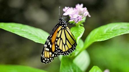 Video thumbnail: Virginia Home Grown Insects in the Garden: From Beneficial Bugs to Pests