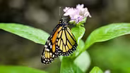 Insects in the Garden: From Beneficial Bugs to Pests