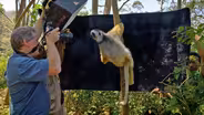 Creature Clip: Diademed Sifaka