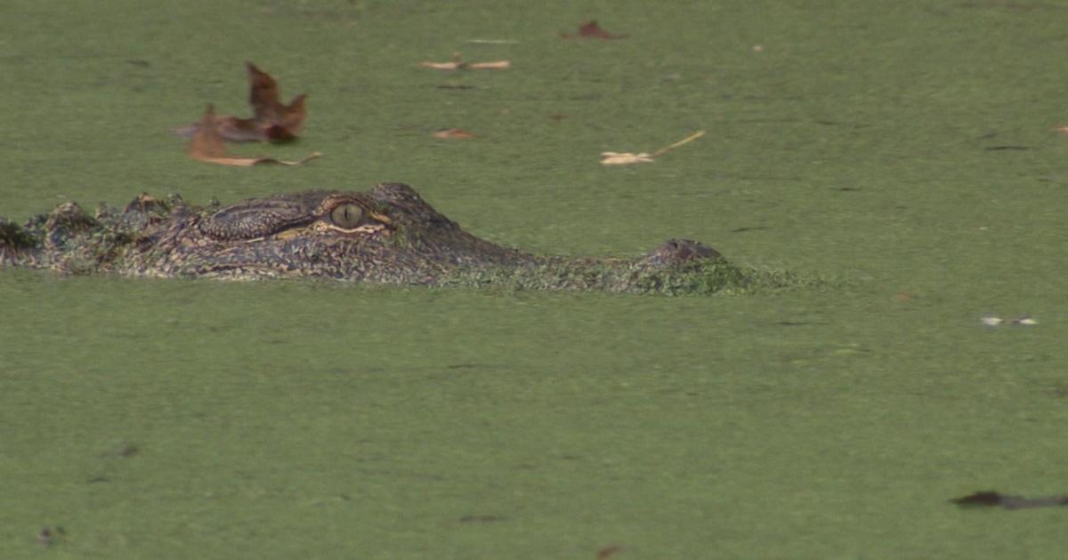 North Carolina Weekend Lake Waccamaw State Park Season 18 Episode