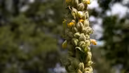 Fast Forage: Mullein