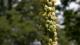 Fast Forage: Mullein