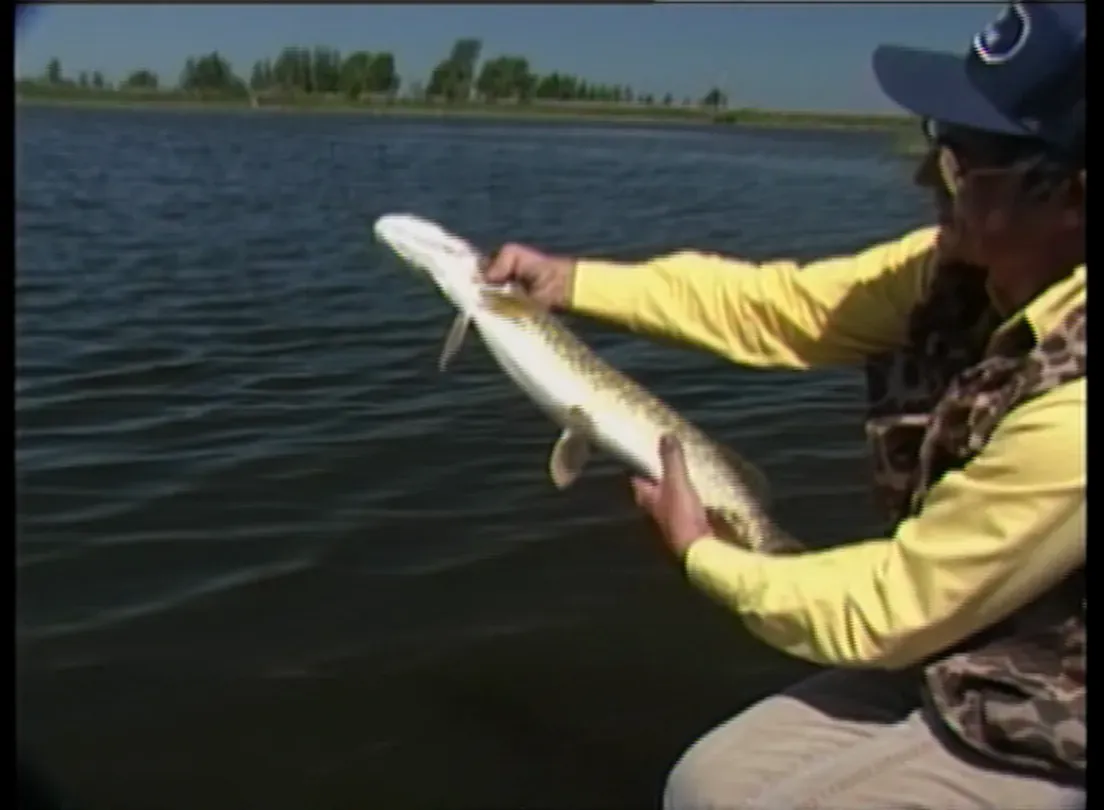 Country Bass and Pike
