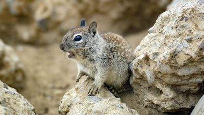 Baby Squirrels vs. Deadly Crows