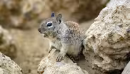 Baby Squirrels vs. Deadly Crows