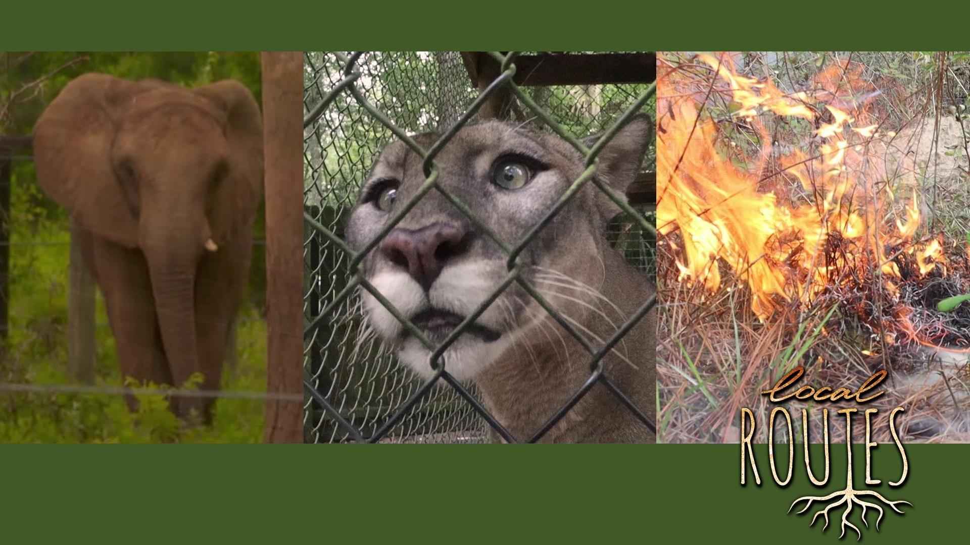 Local Routes Season Elephants, Panthers, and Oh My