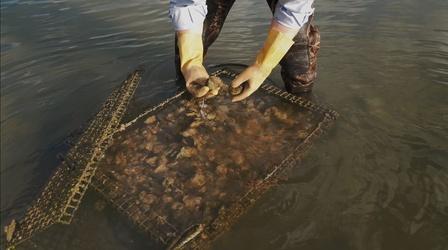 Video thumbnail: Climate Stories, NC Bernie Herman: Oyster Grower