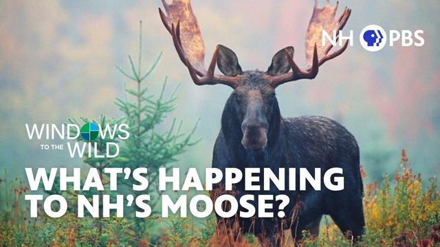 What's Happening to NH's Moose?