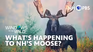 What's Happening to NH's Moose?