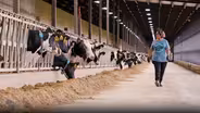 Dairy Farm Life