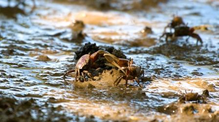 Video thumbnail: What's Wild Marshland Crabs