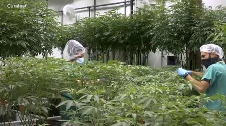Video thumbnail: NJ Spotlight News Hundreds begin to apply for cannabis licenses in NJ