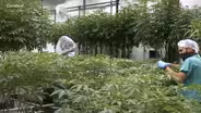 Hundreds begin to apply for cannabis licenses in NJ