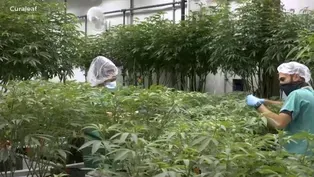 Hundreds begin to apply for cannabis licenses in NJ