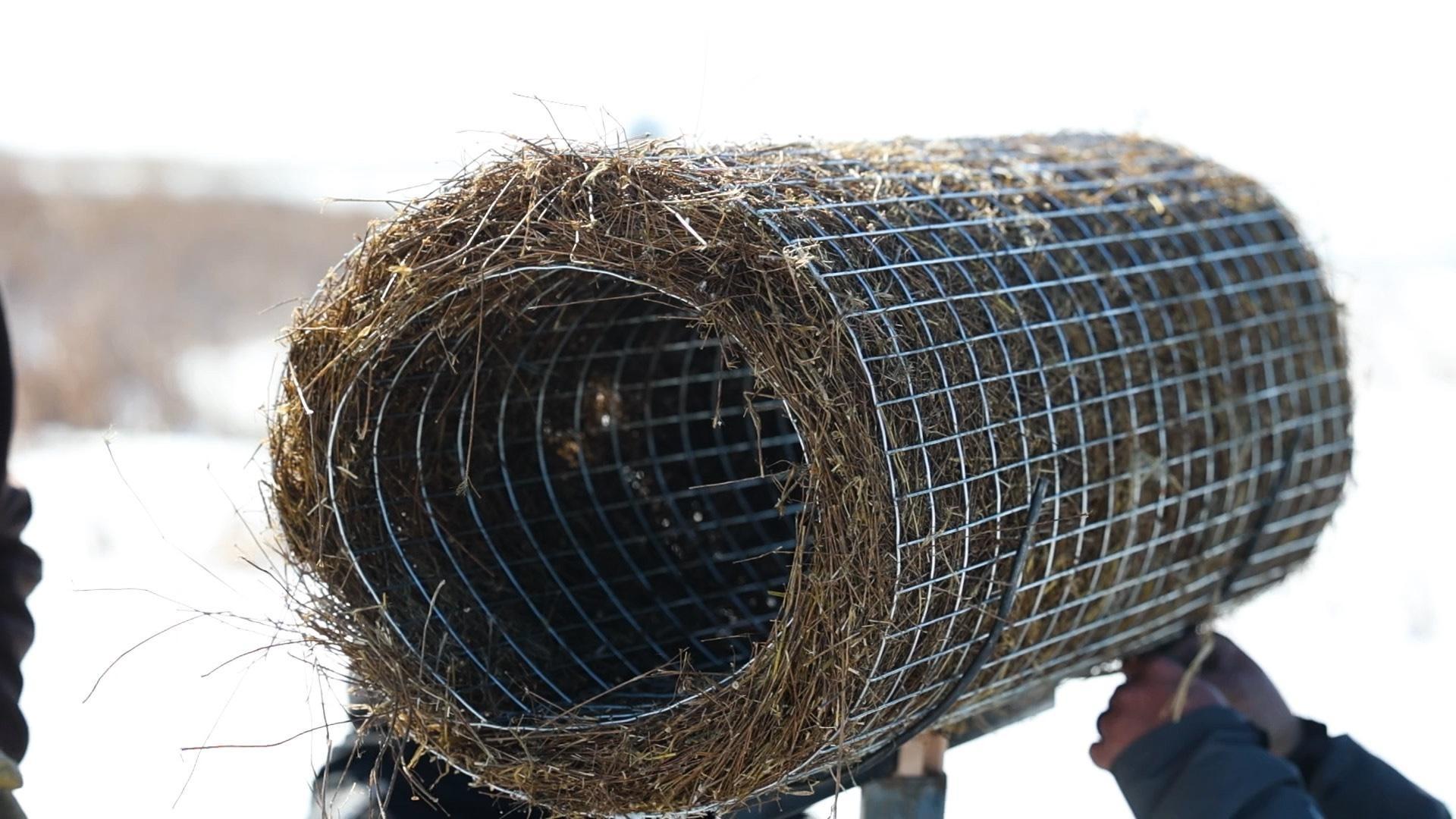 The value of hen houses to duck populations and the University of Minnesota tracks entomology.