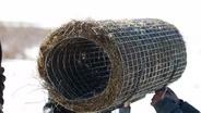 Hen Houses and Insect Surveys