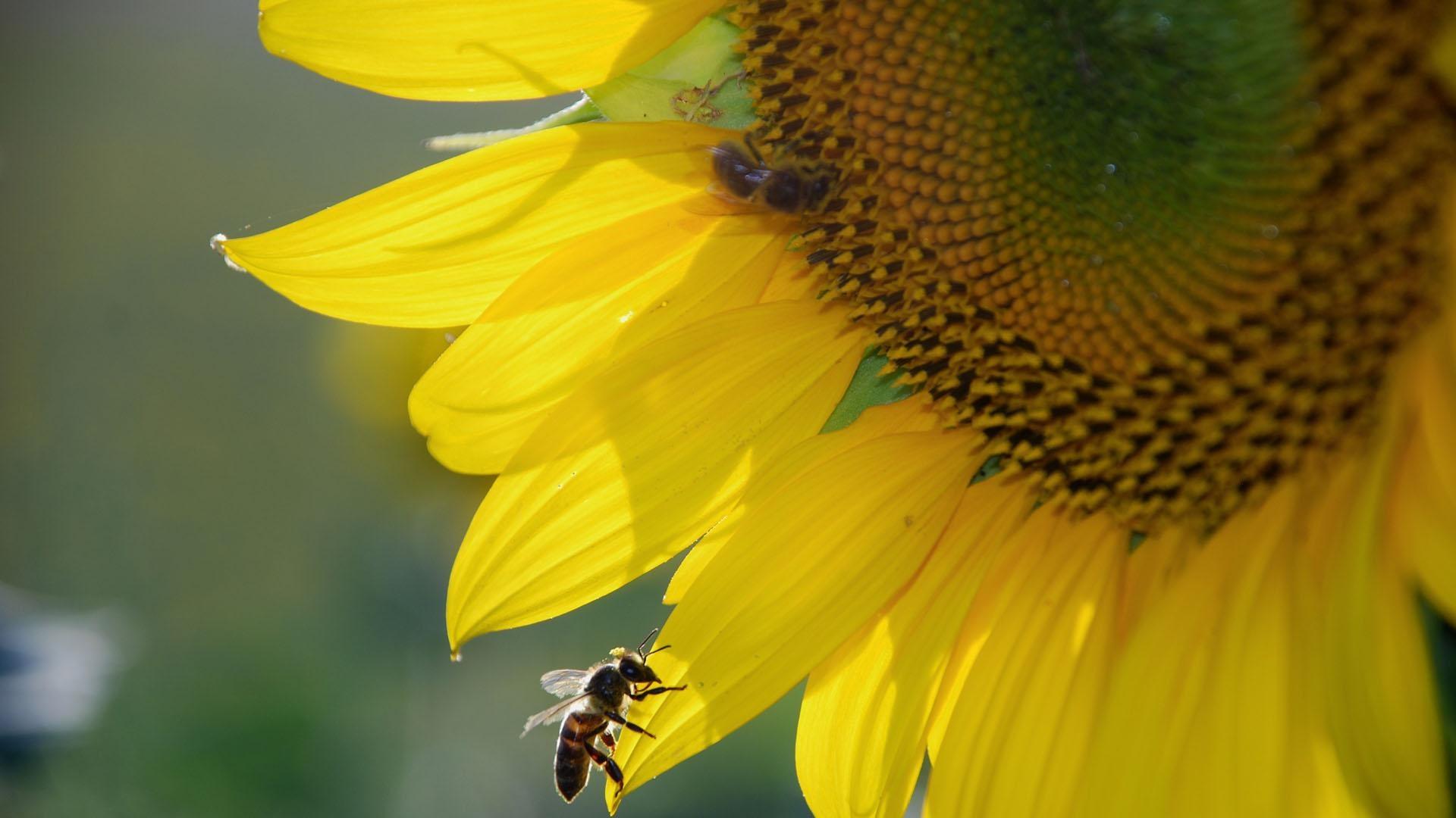 American Spring LIVE Episode 3 Connections Preview Nature