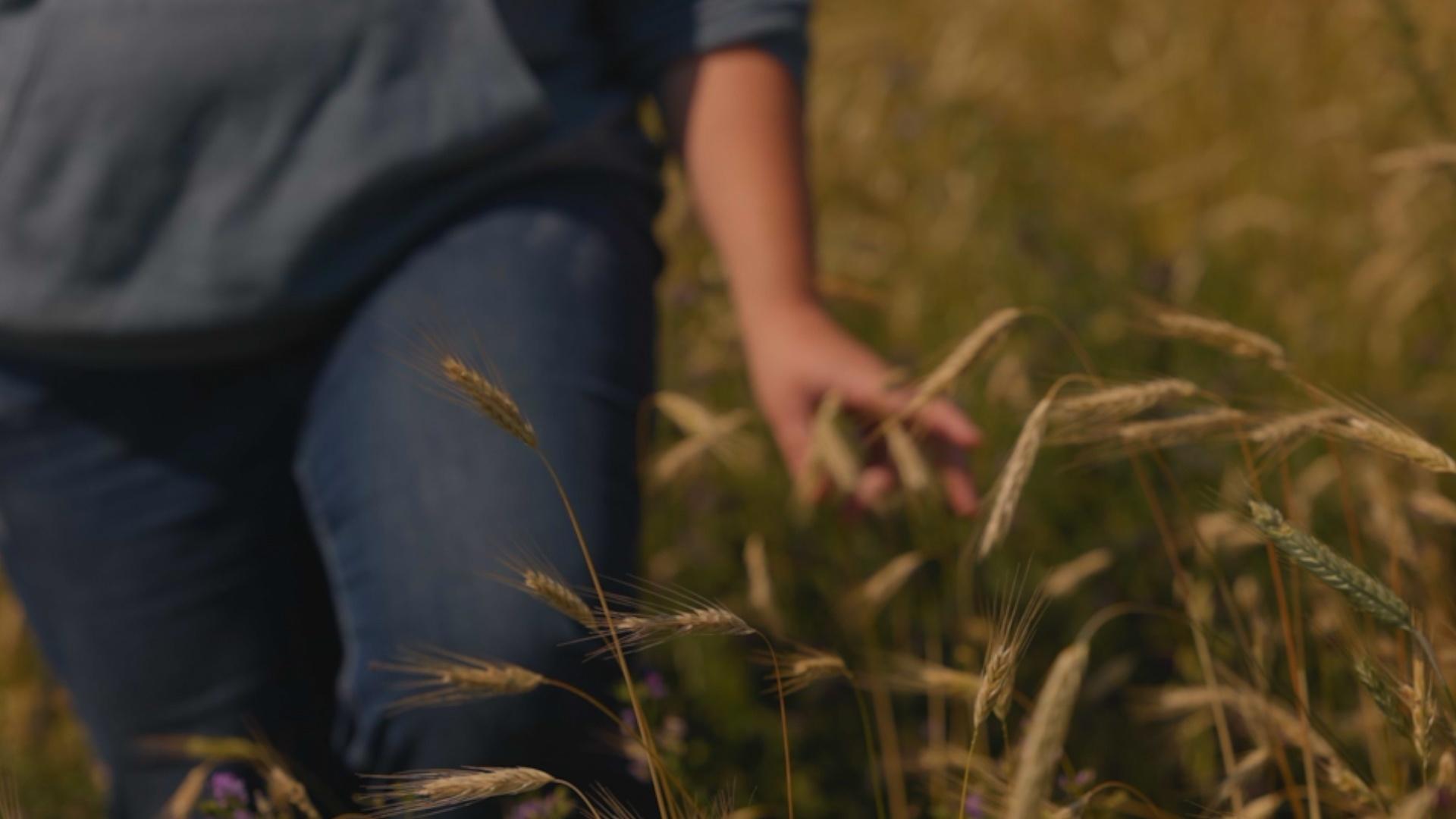 Explore the revival of Wyoming’s heritage grains and the resulting impact on the community.
