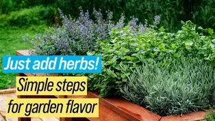 Growing Herbs Outdoors