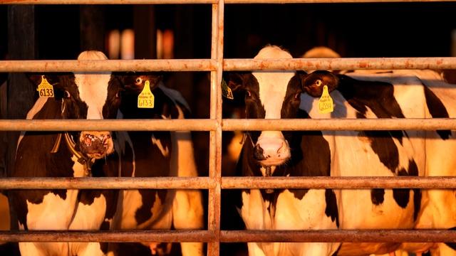 Scientists concerned about transmission of bird flu to cows