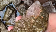 Rock Snot Invasion