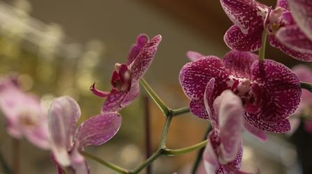 Video thumbnail: South Dakota Home Garden South Dakota Home Garden: House Plants