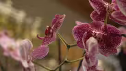 South Dakota Home Garden: House Plants