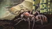 Webs vs wings: The arms race of the air