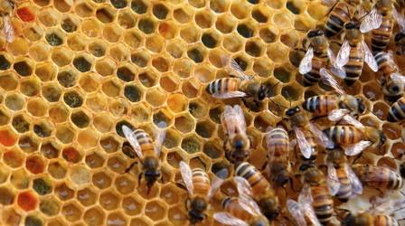 Video thumbnail: Charlottesville Inside-Out Beekeeper Diego DeCorte / New City Arts Initiative