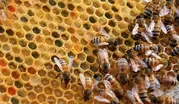 Beekeeper Diego DeCorte / New City Arts Initiative