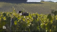 You can thank Mozart for the taste of this wine