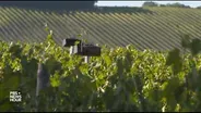 You can thank Mozart for the taste of this wine