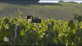 You can thank Mozart for the taste of this wine