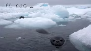 Antarctic and Falkland Islands