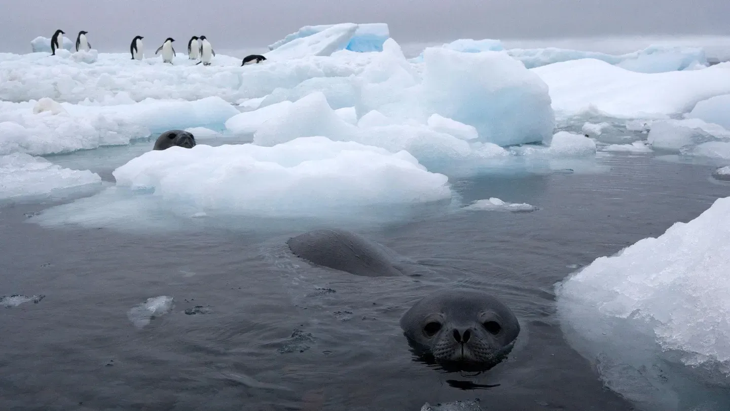 Antarctic and Falkland Islands