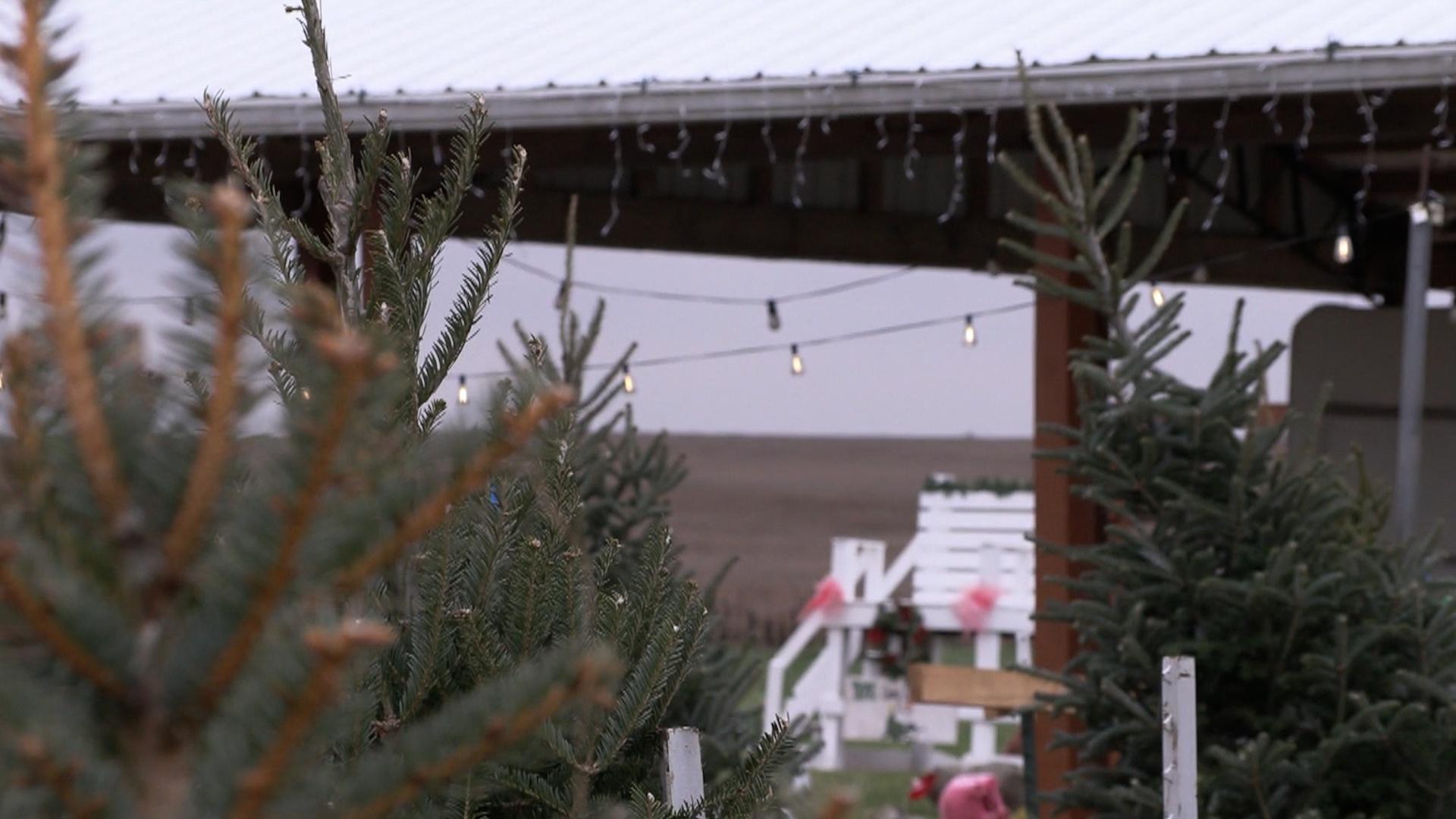 Holiday Agritourism Keeping Small Farms Afloat