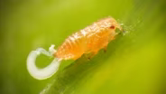 Citrus Psyllids Bribe Ants With Strings Of Candy Poop