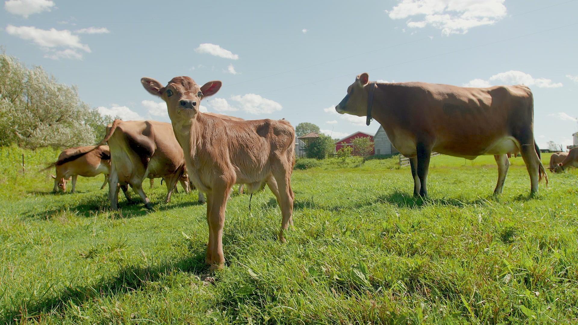 Life on Inga’s Farm