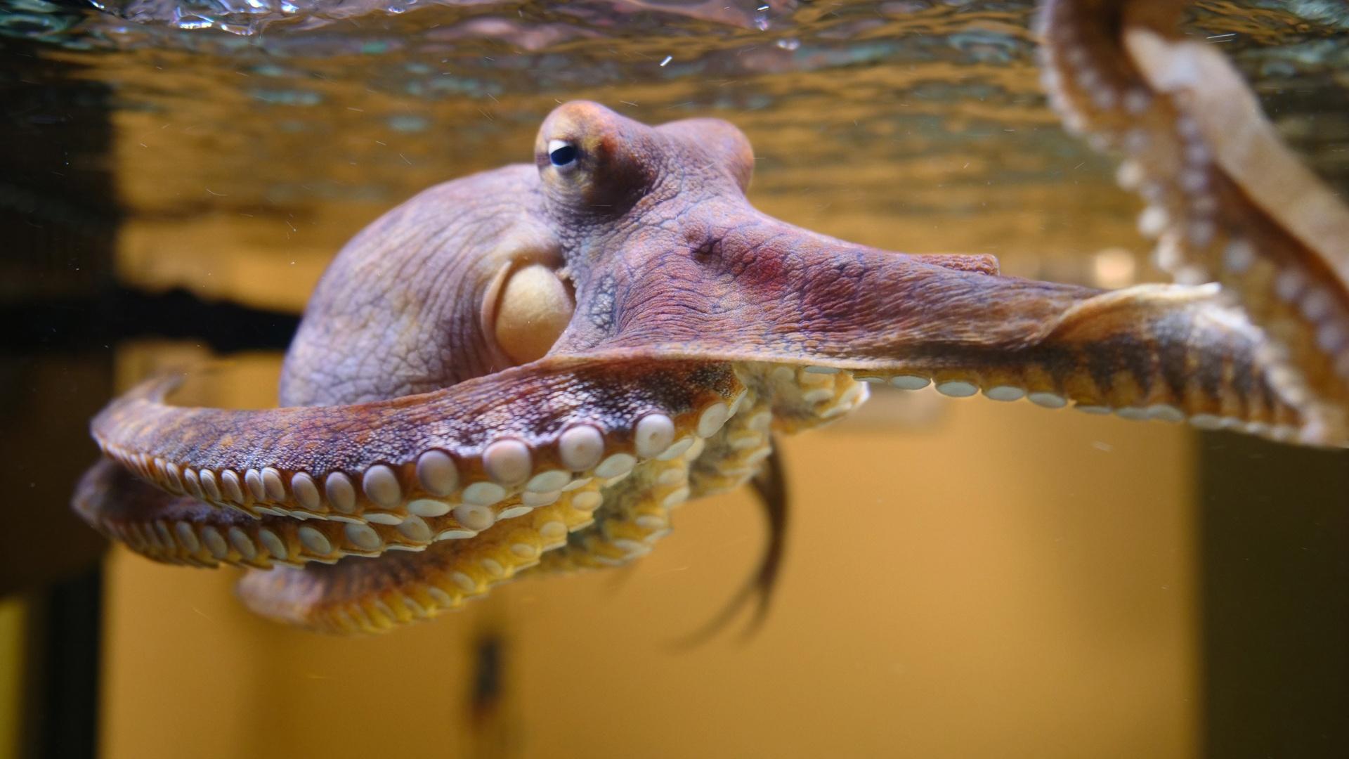 How do you introduce an octopus to his new home? Carefully.