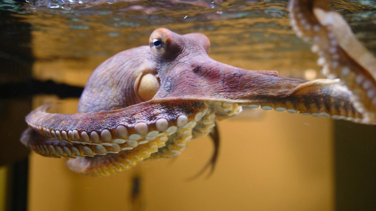 Octopus: Making Contact