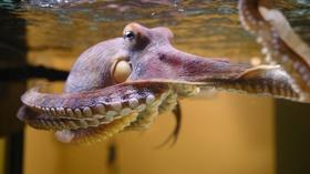 Video thumbnail: Nature Octopus: Making Contact