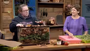 How to create a no-dig lasagna garden