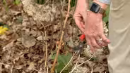 Spring Pruning