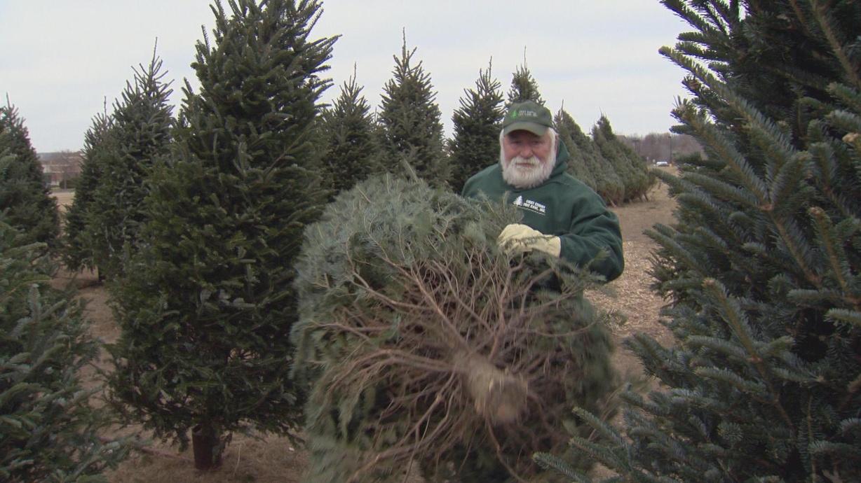 Christmas Tree Farmer | Watch Wisconsin Life on PBS Wisconsin