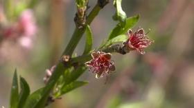 Video thumbnail: Backyard Farmer Backyard Farmer: Freeze Damage on Landscape Plants