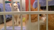 Two hundred cats rescued from perilous hoarding situation