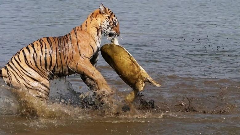 Nature Image