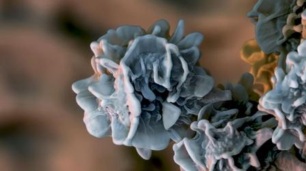 Video thumbnail: The Green Planet The War Between Fungi and Trees