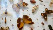 Beetles, butterflies & the science of bugs at the Frost Entomological Museum